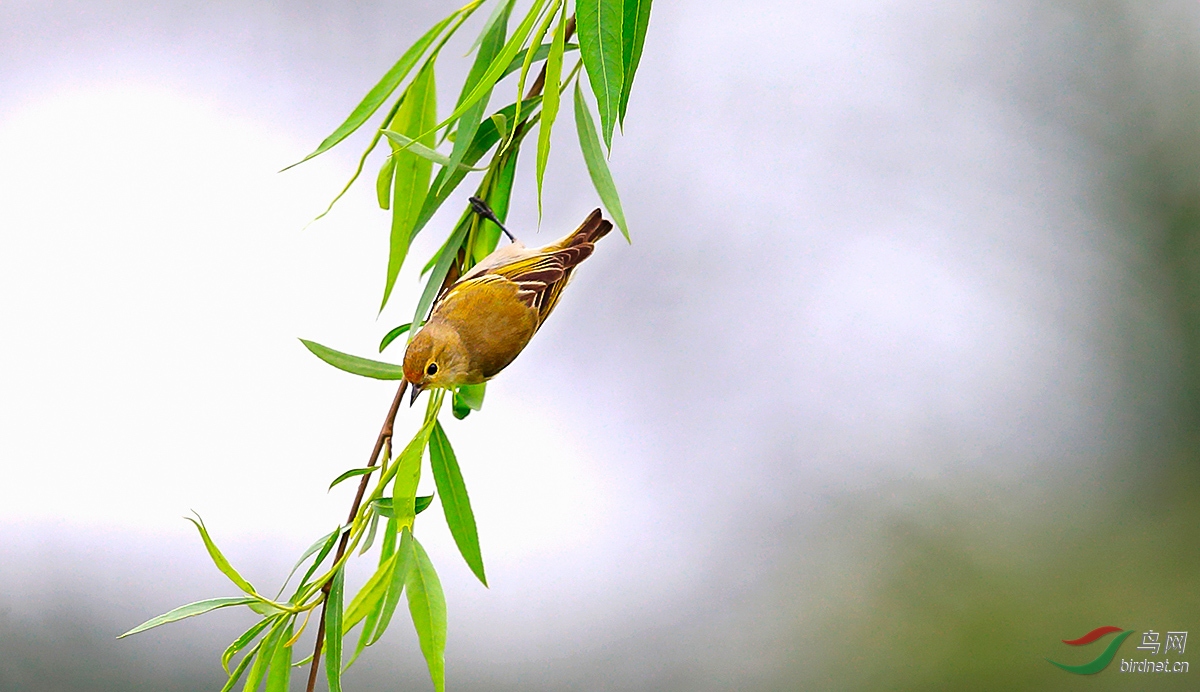杨柳春风火冠雀