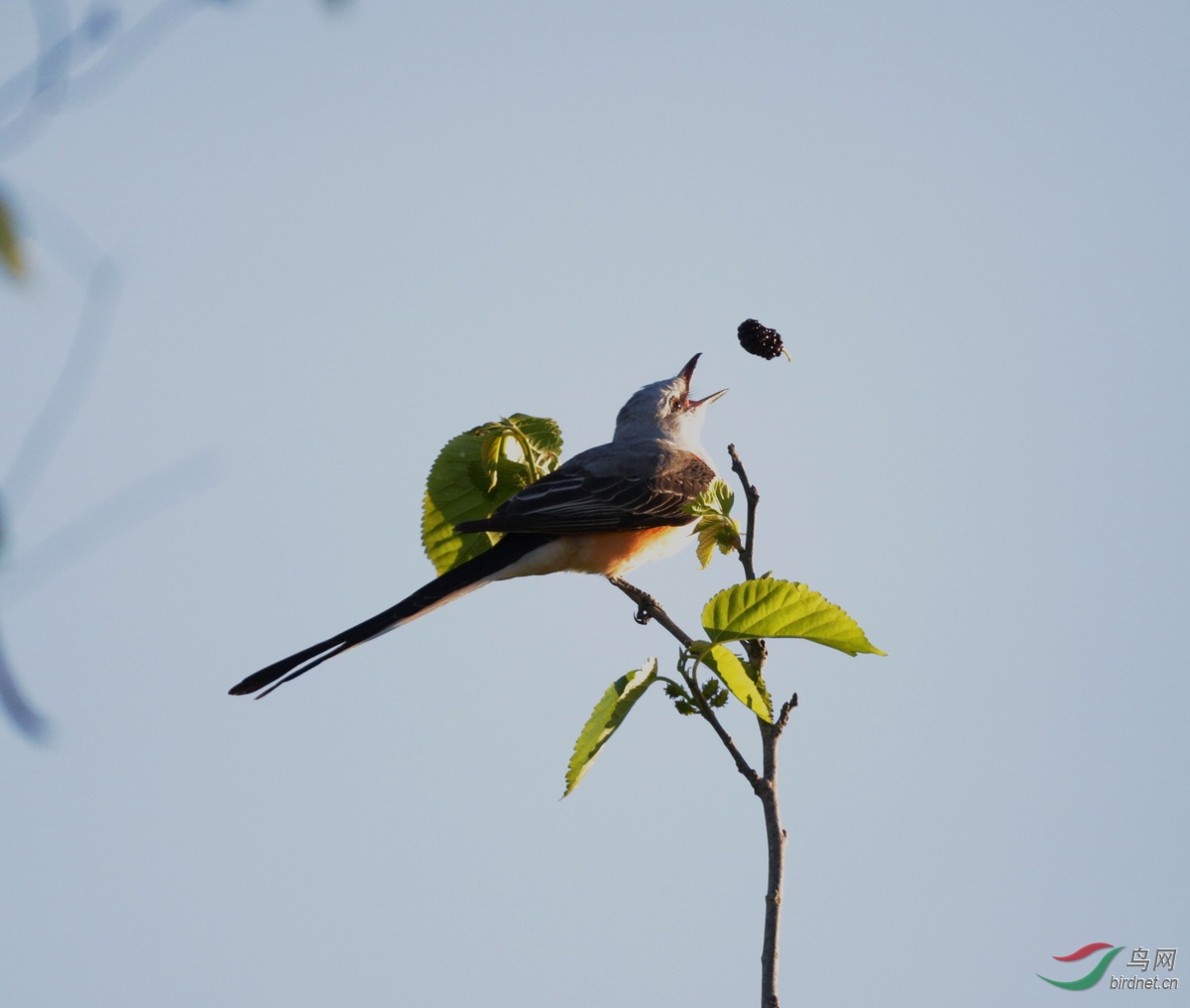 剪尾王霸鹟的开心一刻