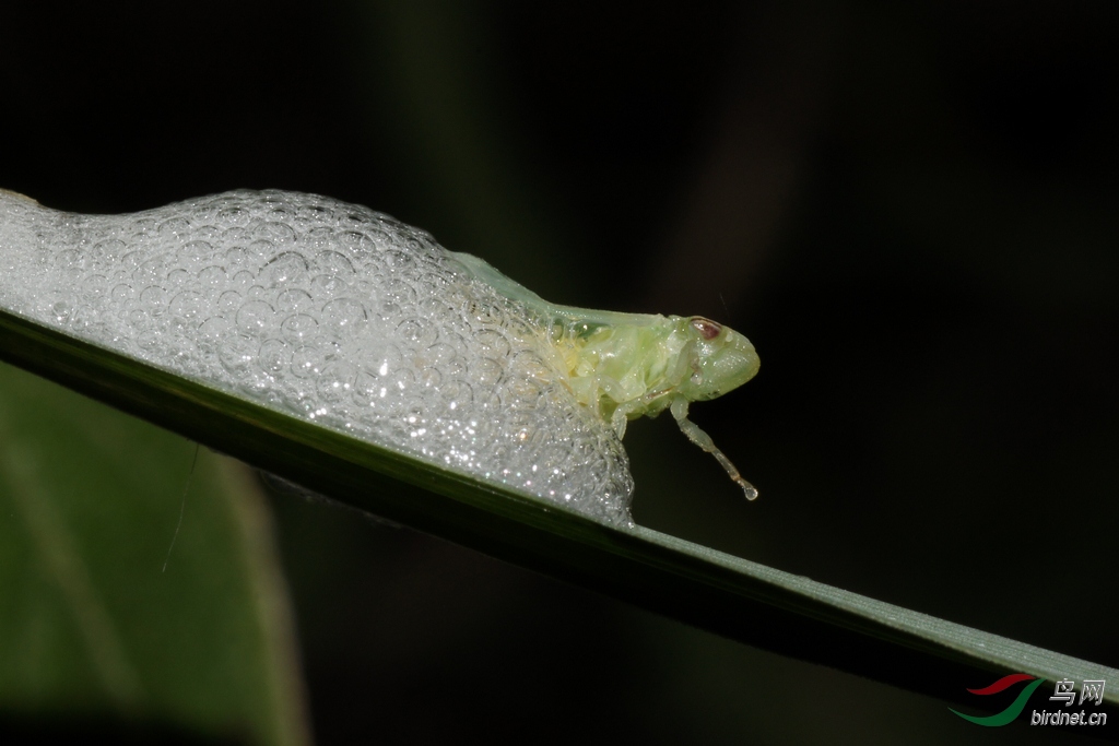 沫蝉幼虫