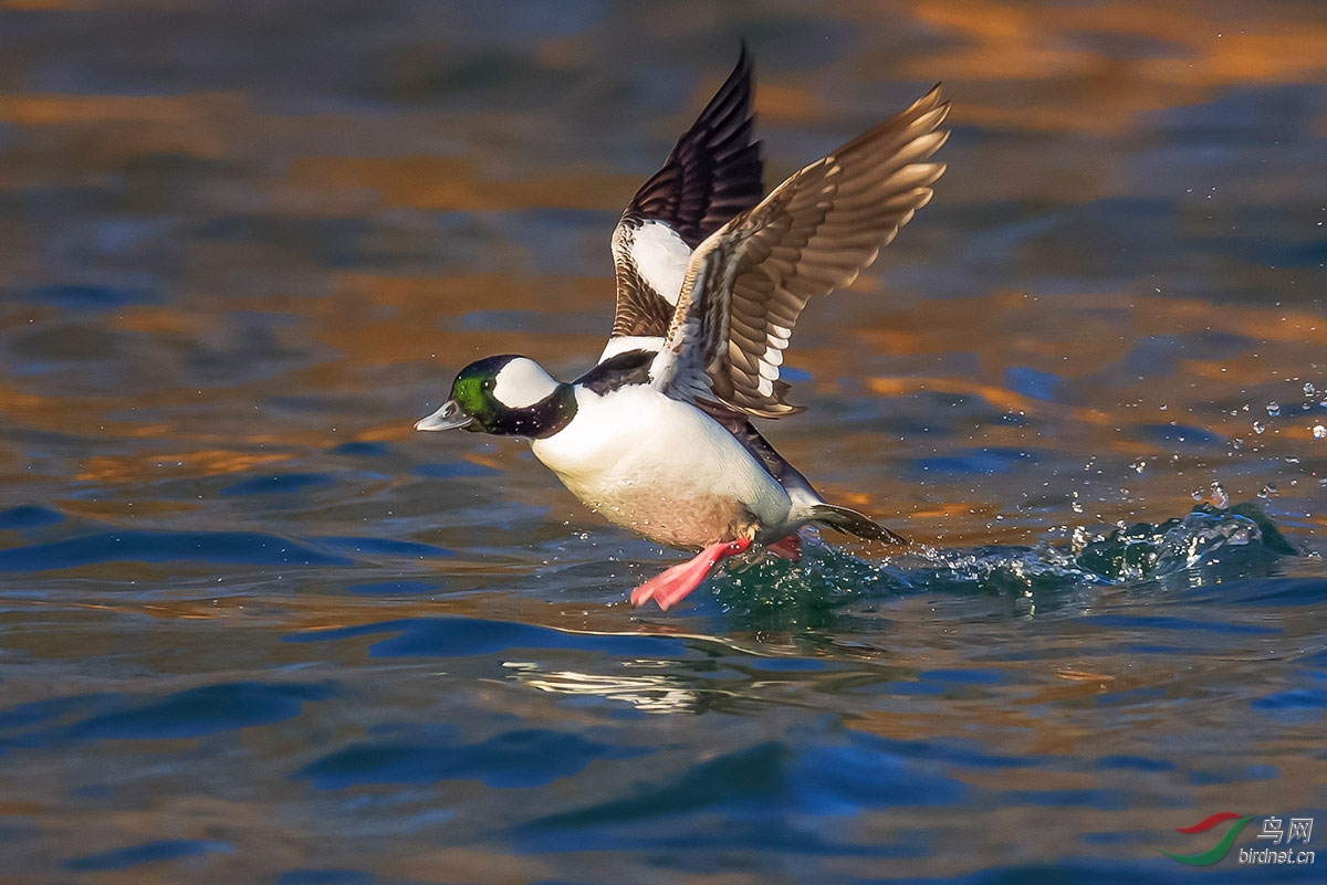 (白枕鹊鸭)《奔腾》-白枕鹊鸭(拍于加拿大多伦多安大略湖)恭贺首页