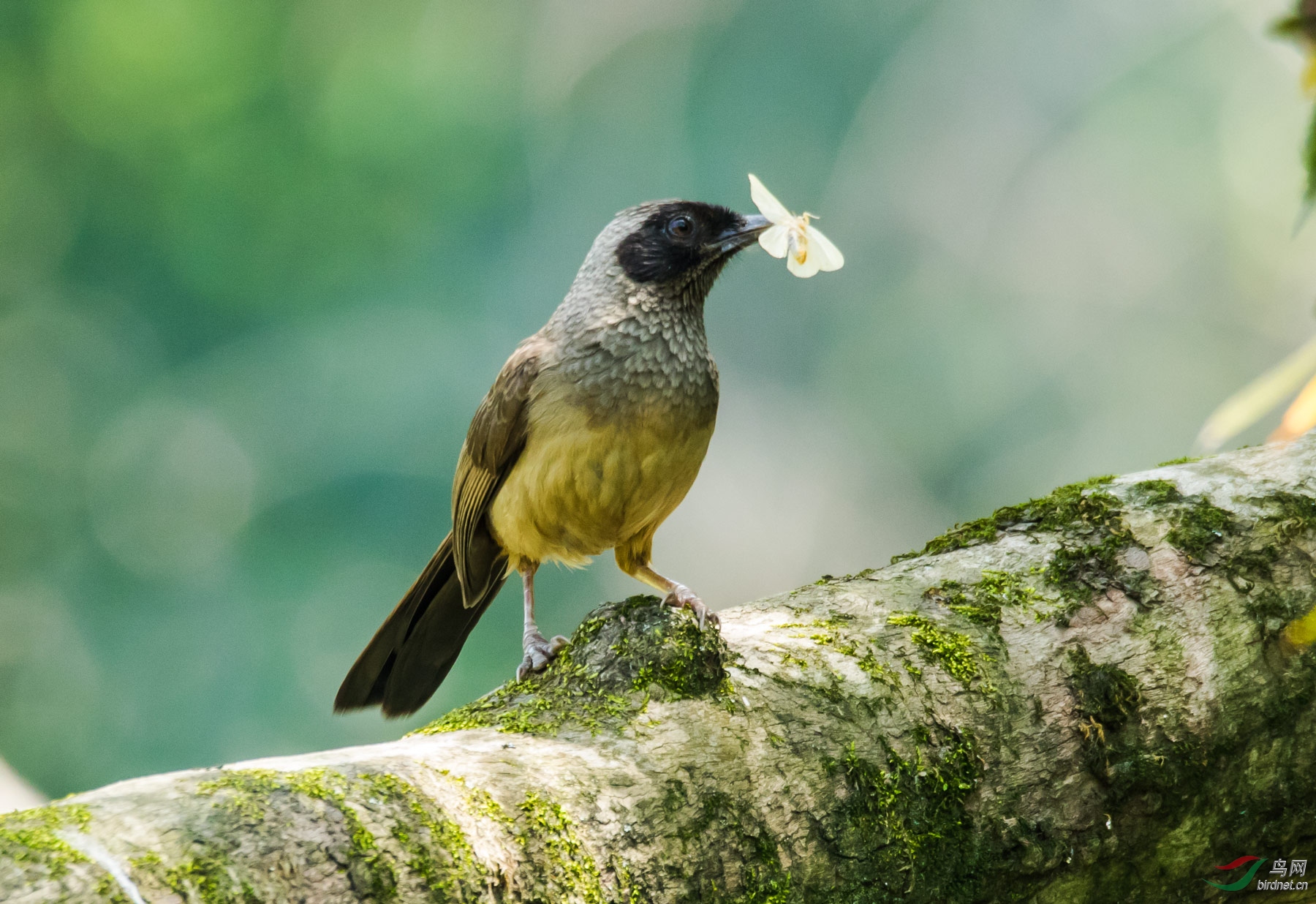 林鸟4月14日西湖作业嘴上带花的黑脸噪鹛