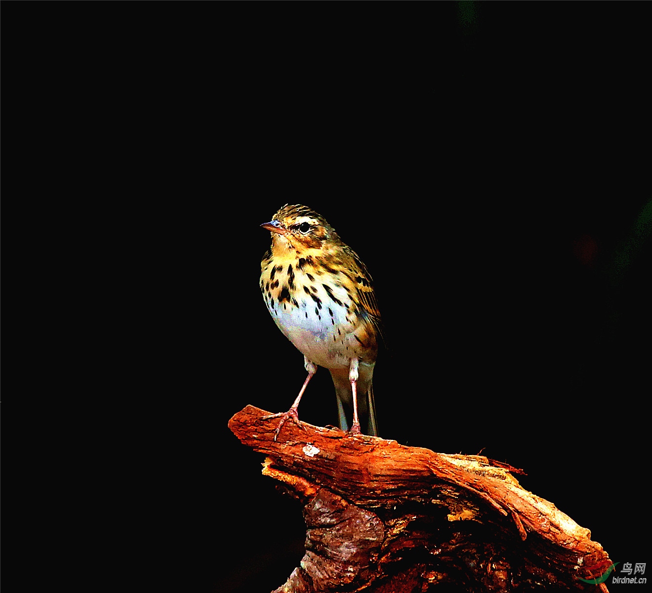 1Y0A0378_����.jpg