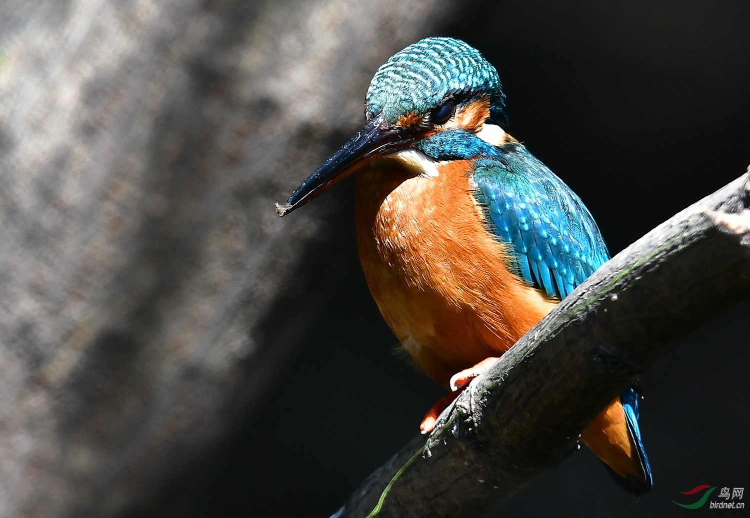 DSC_4213.jpg