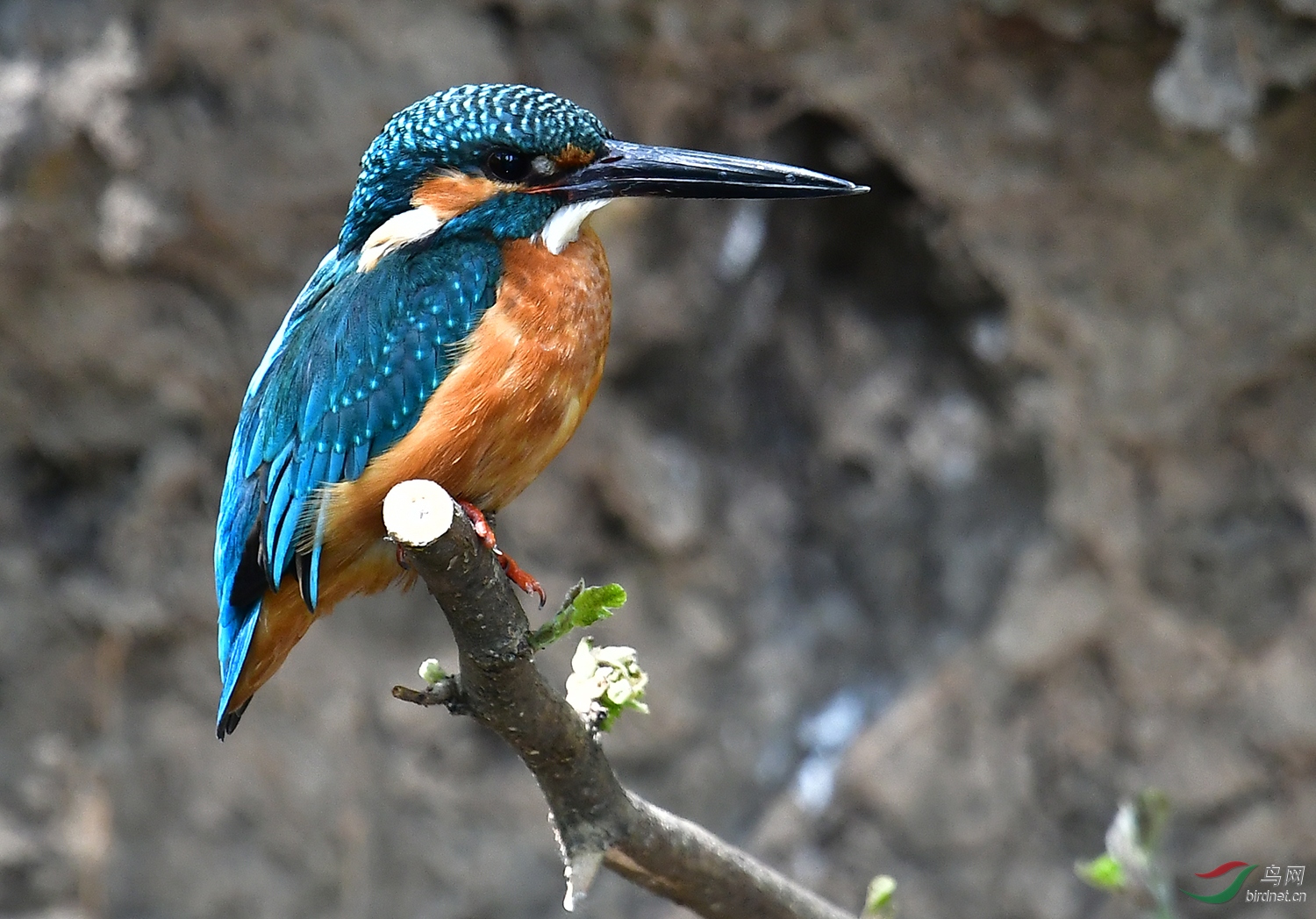 DSC_4262.jpg