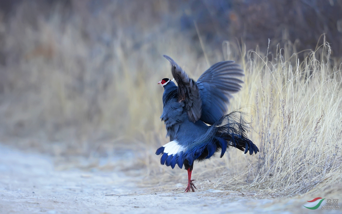 扇翅的蓝马鸡