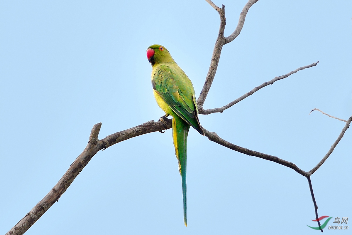 红领绿鹦鹉红领绿鹦鹉荣获首页精华