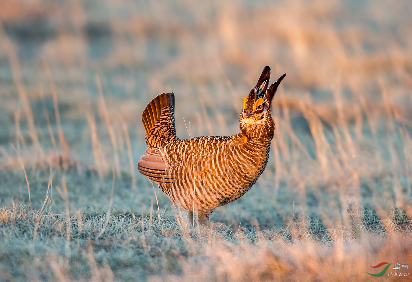 草原松鸡草原松鸡贺图1获首页每日精华