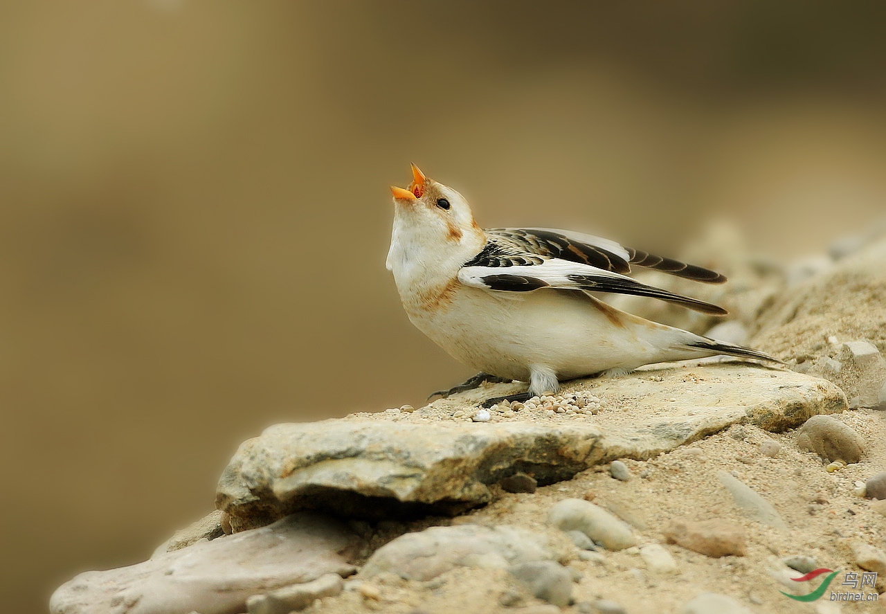 林鸟雪鹀极地精灵雪鵐贺获首页精华