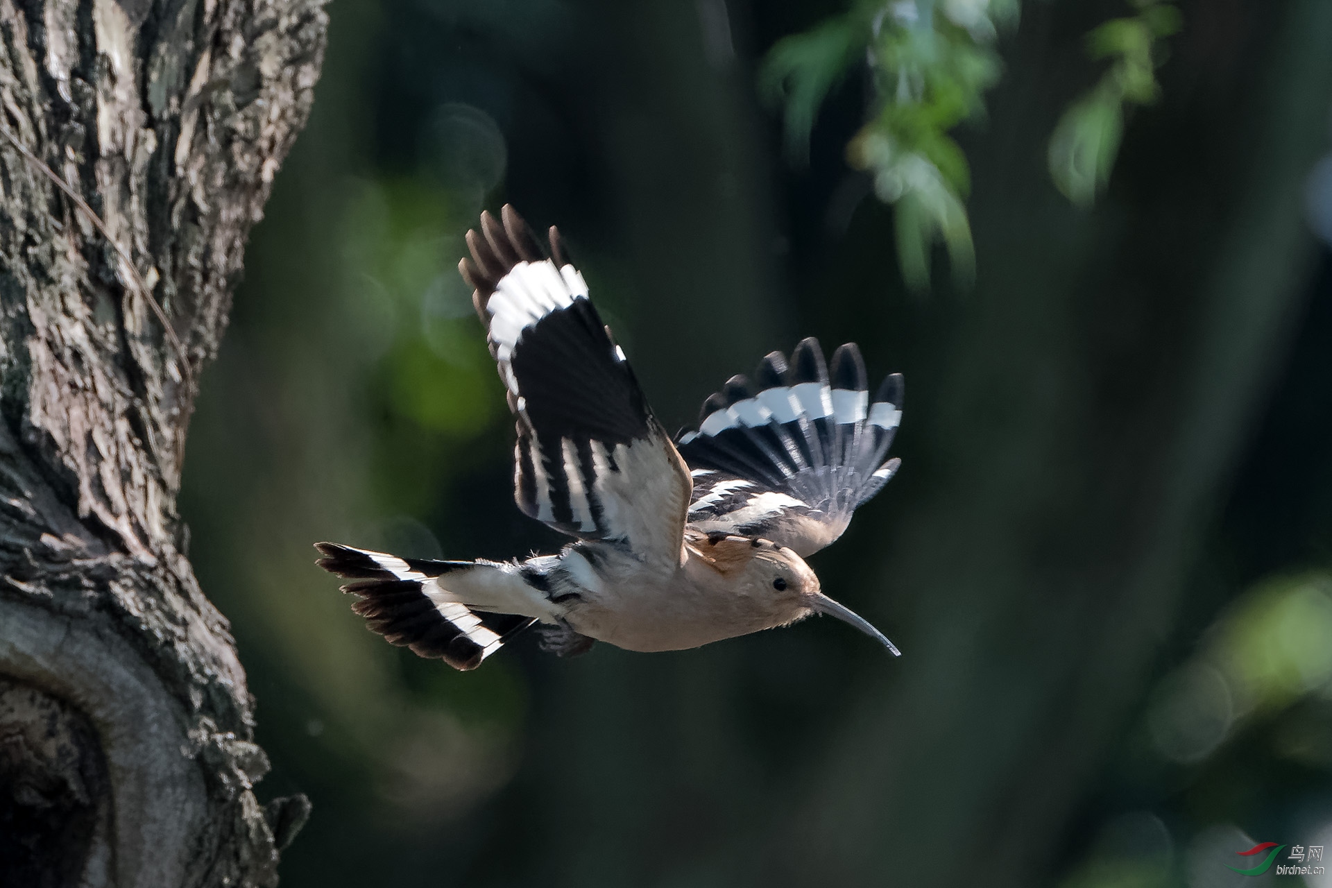 DSC_6465.jpg