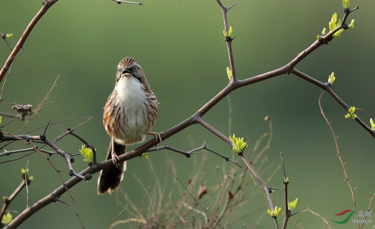 [林鸟] 大尾巴狼---山鹛
