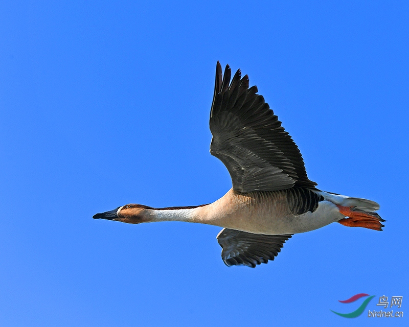 一只飞翔的鸿雁.
