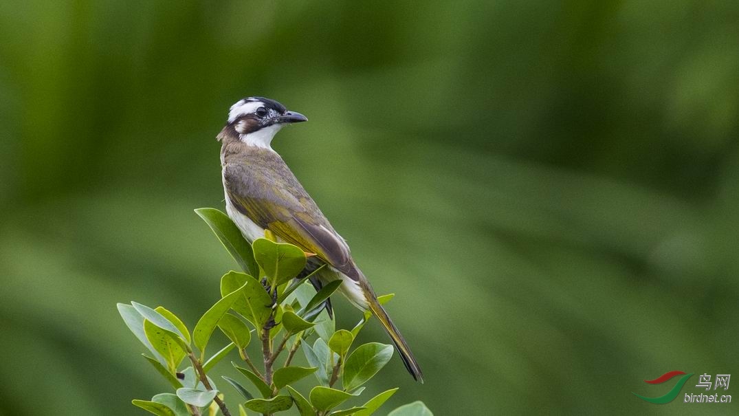 ������С DSC_2338-1.jpg