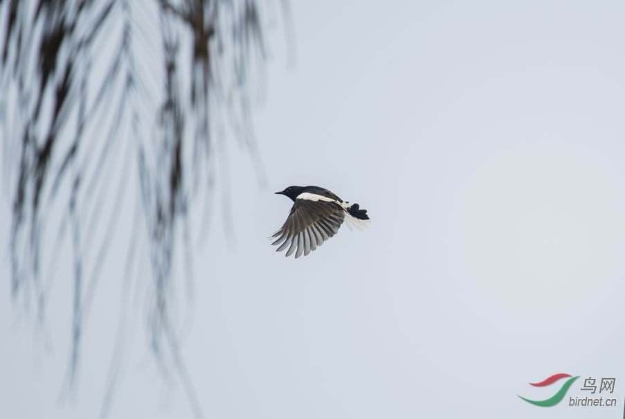 ������С DSC_2384-1.jpg