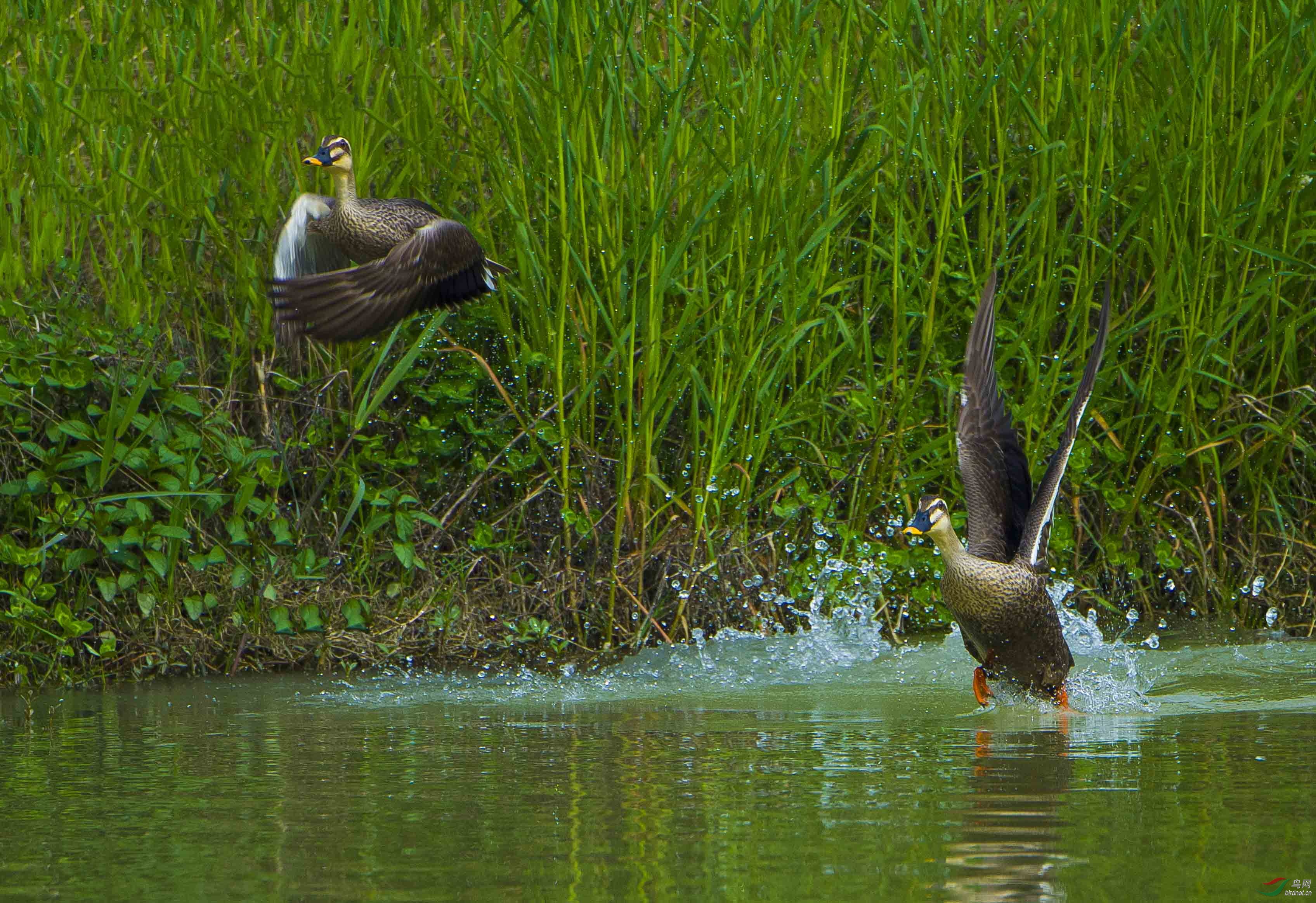 汉江湿地公园的住客美丽的斑嘴鸭