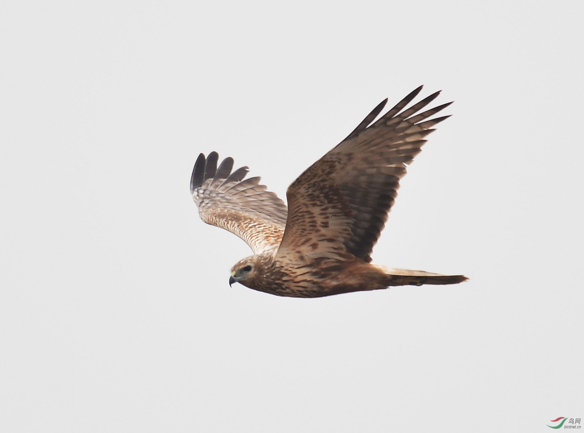 天津海滨-白腹鹞