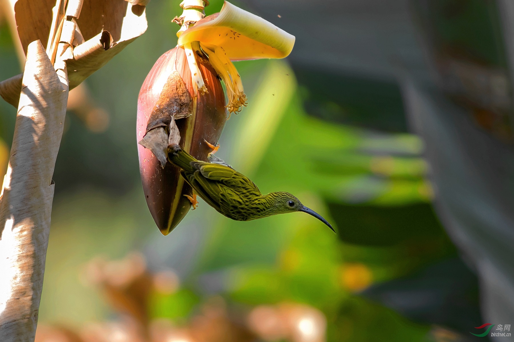 原生态隐拍纹背捕蛛鸟