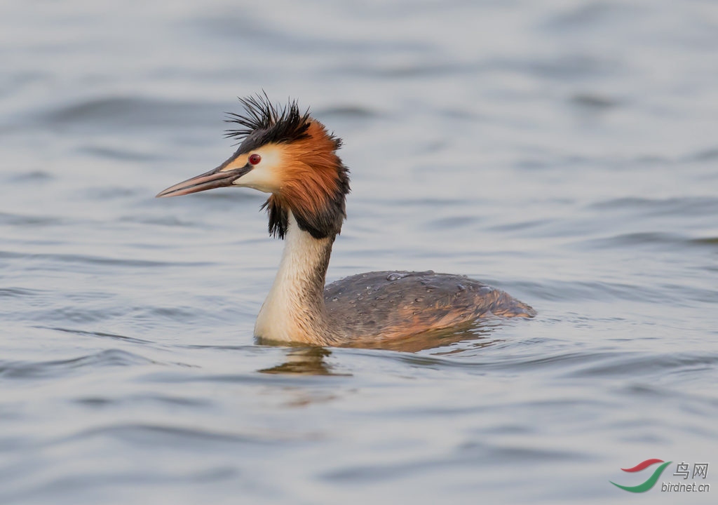 风头䴙䴘标准照