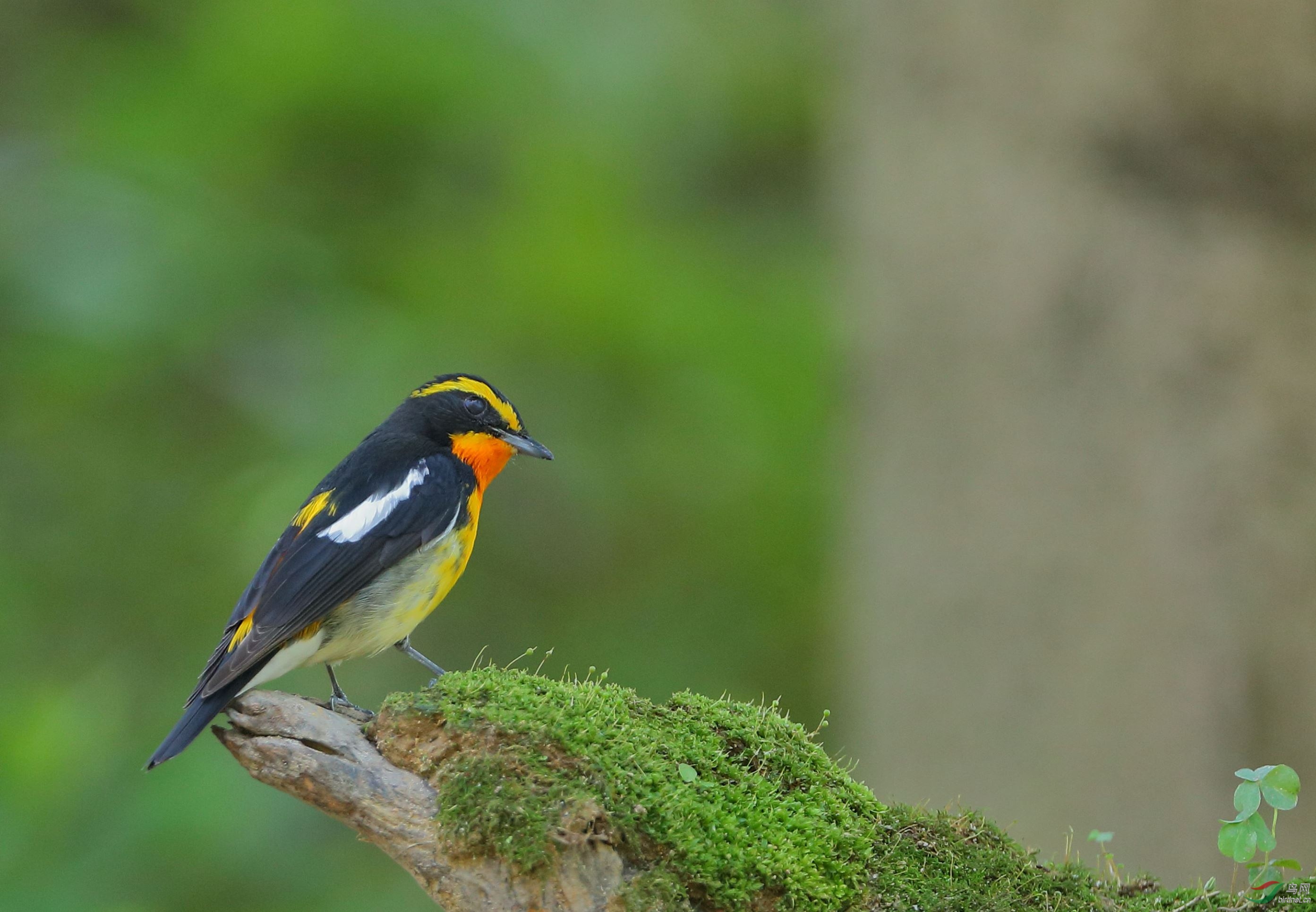 林鸟左顾右盼黄眉姬鹟