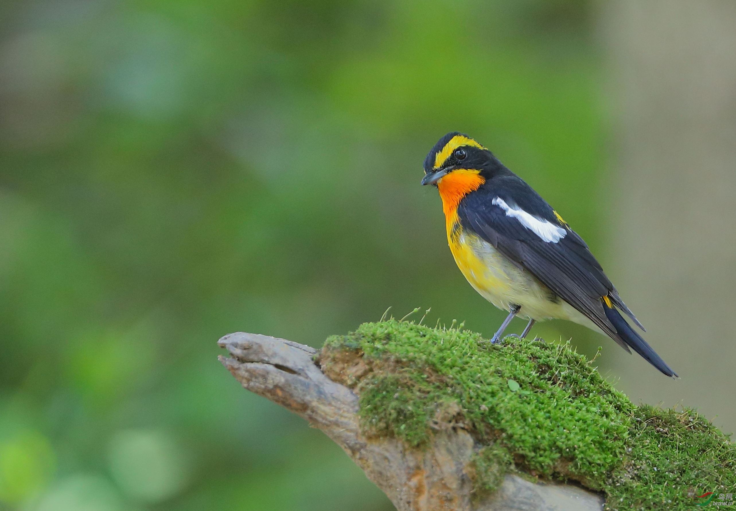 [林鸟] 左顾右盼--黄眉姬鹟