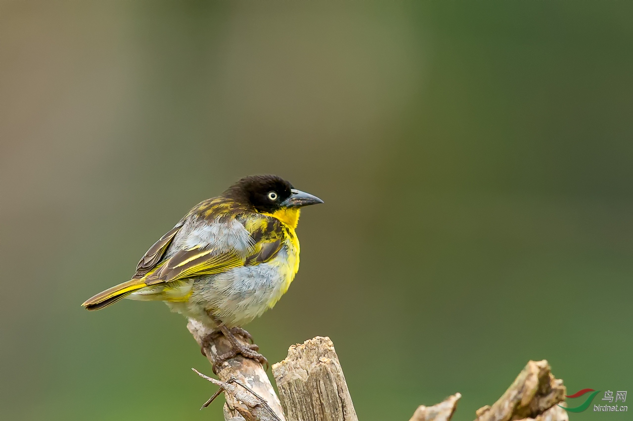 黑头织雀 雌鸟 — 周二问好