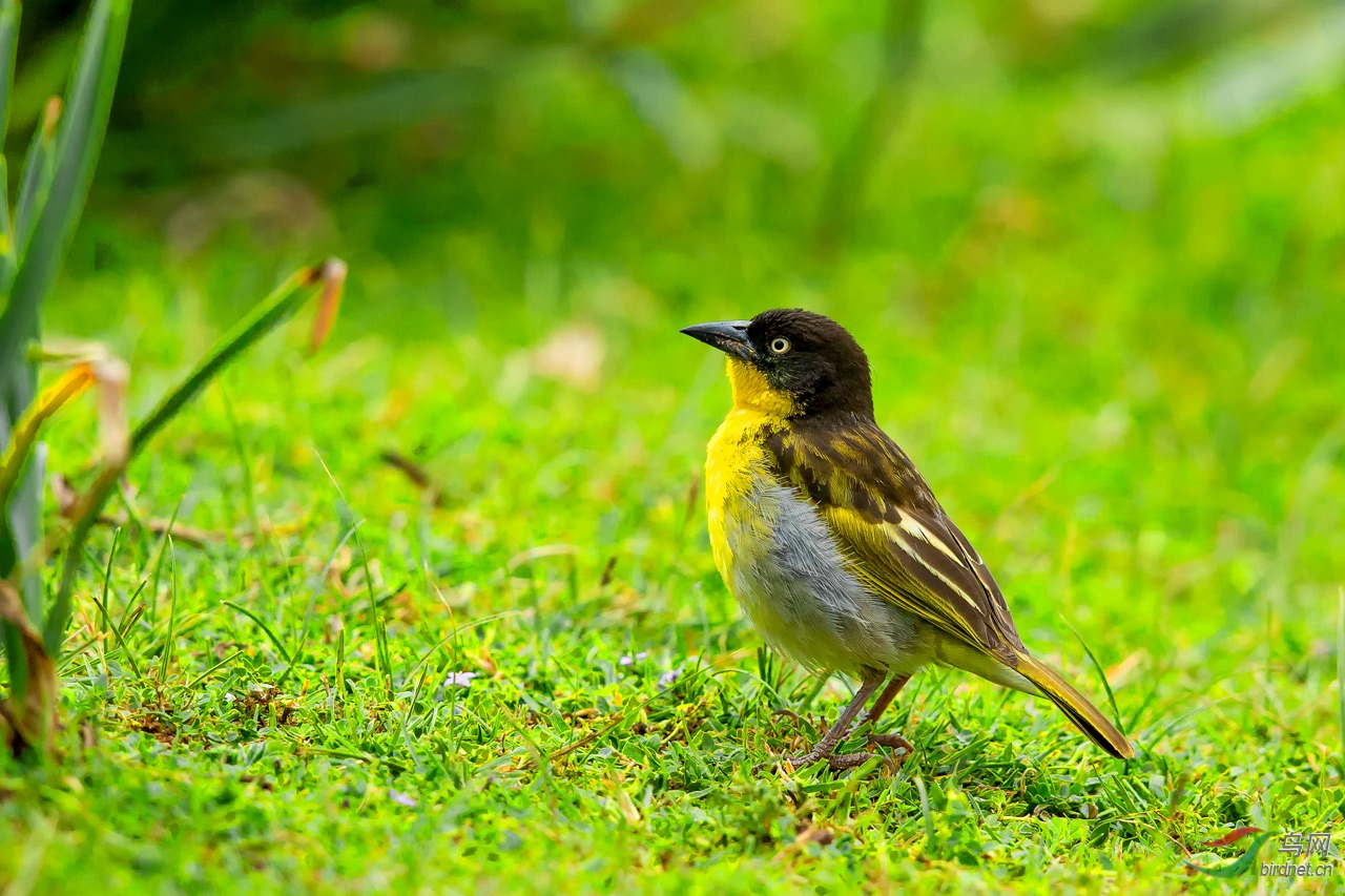 黑头织雀 雌鸟 — 周二问好