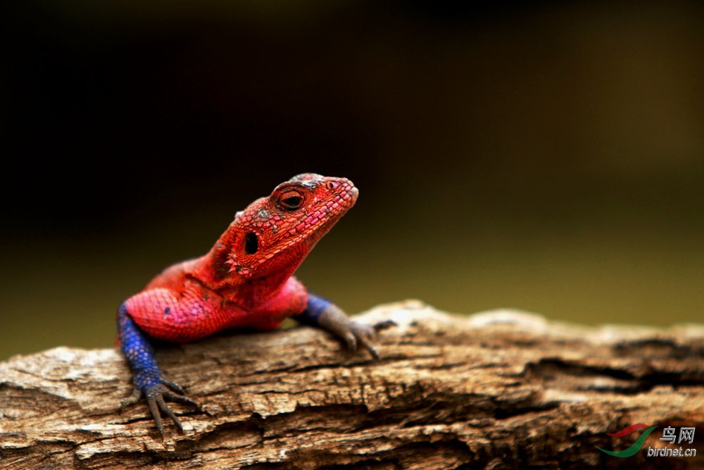 彩色蜥蜴祝贺荣获首页精华