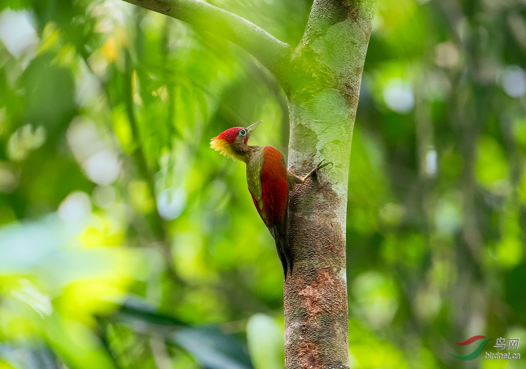 红翅绿啄木鸟