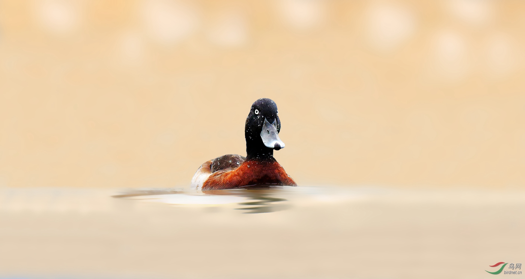 极危物种青头潜鸭