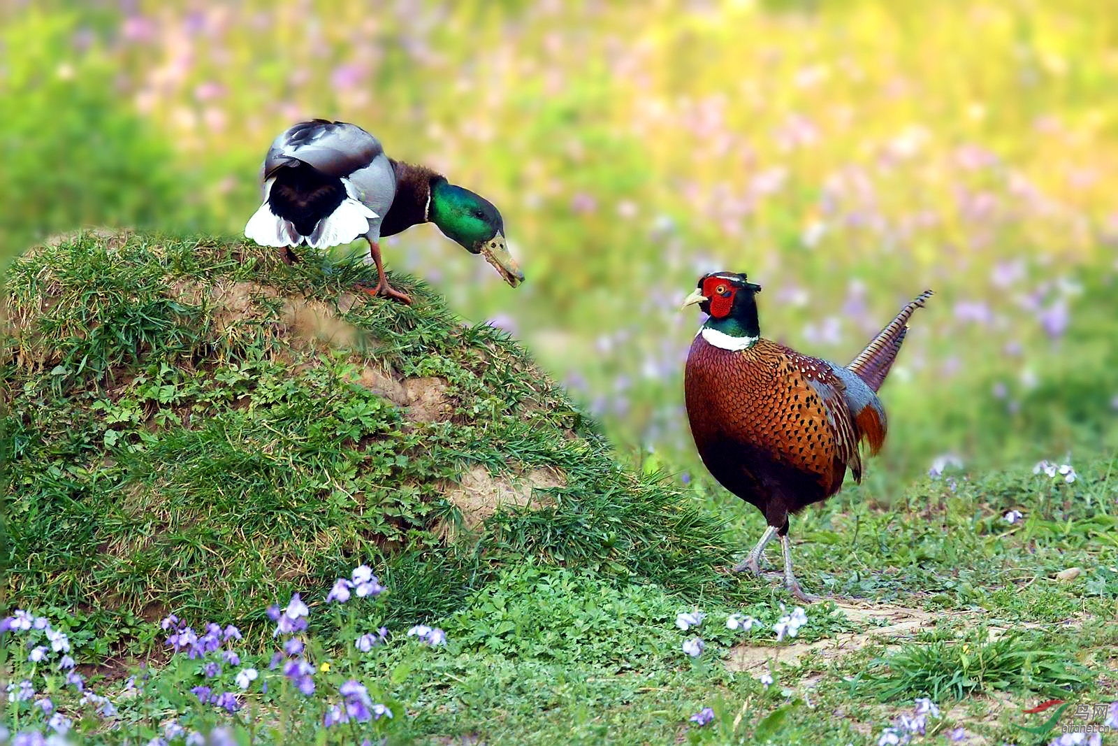 环颈雉和绿头鸭有话好好说祝贺图二获首页精华