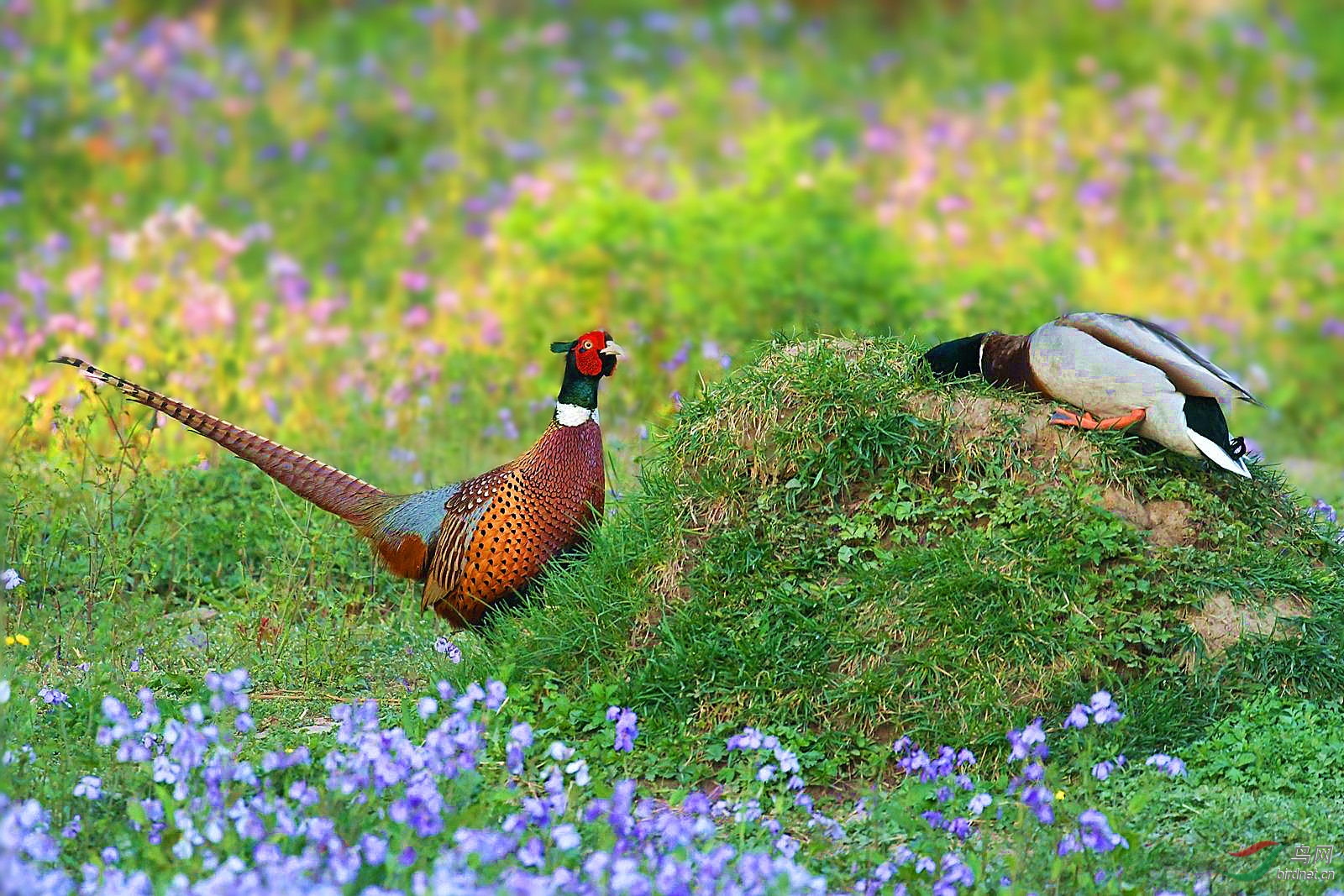 环颈雉和绿头鸭有话好好说祝贺图二获首页精华