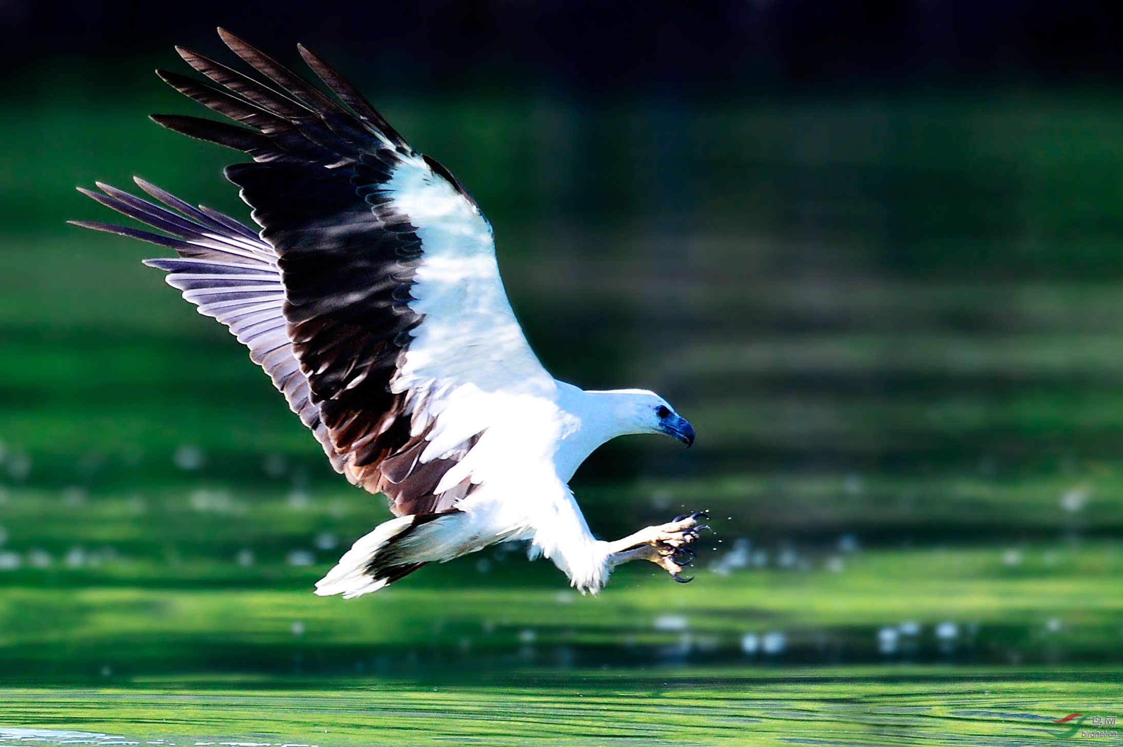 如虎下山白腹海雕
