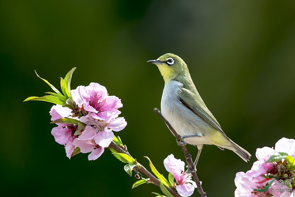 桃花枝上雀—《暗绿绣眼》