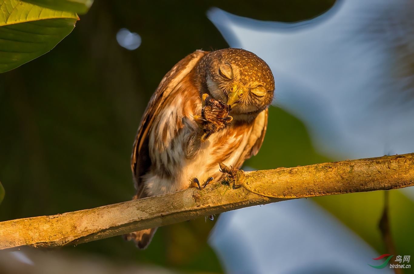 萌萌的北美鸺鹠