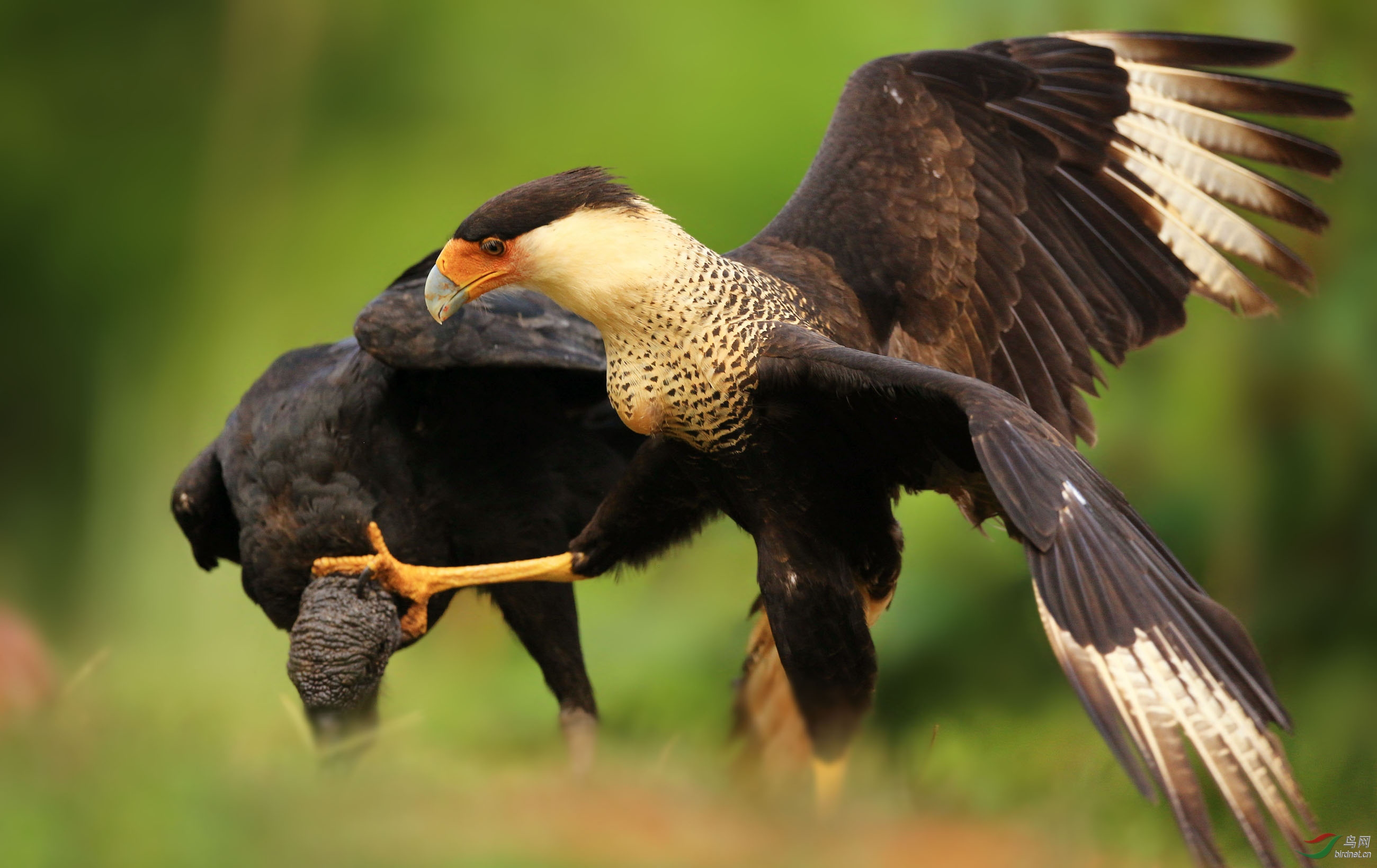 凤头巨隼风头卡拉鹰荣获首页精华