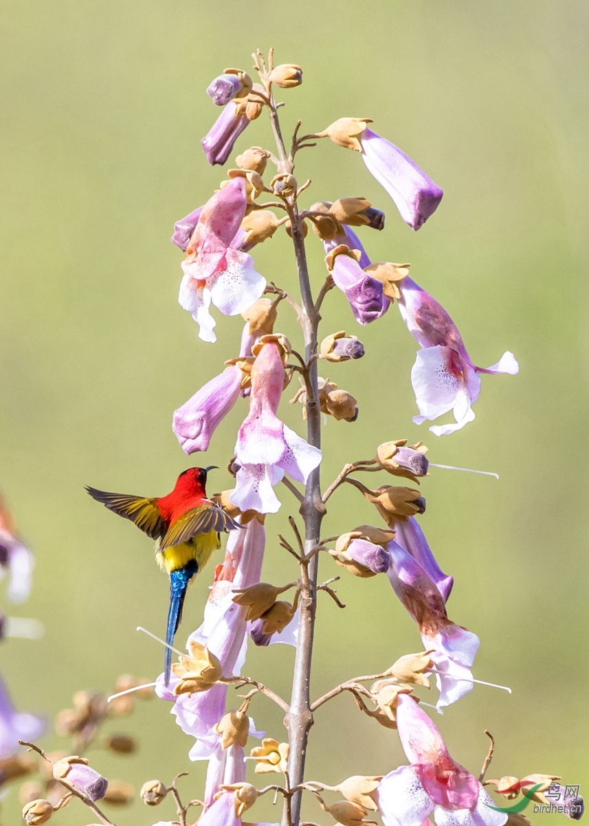 桐树花上的太阳鸟