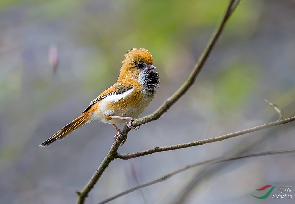 金色鸦雀328手持摄于贵州梵净山金顶