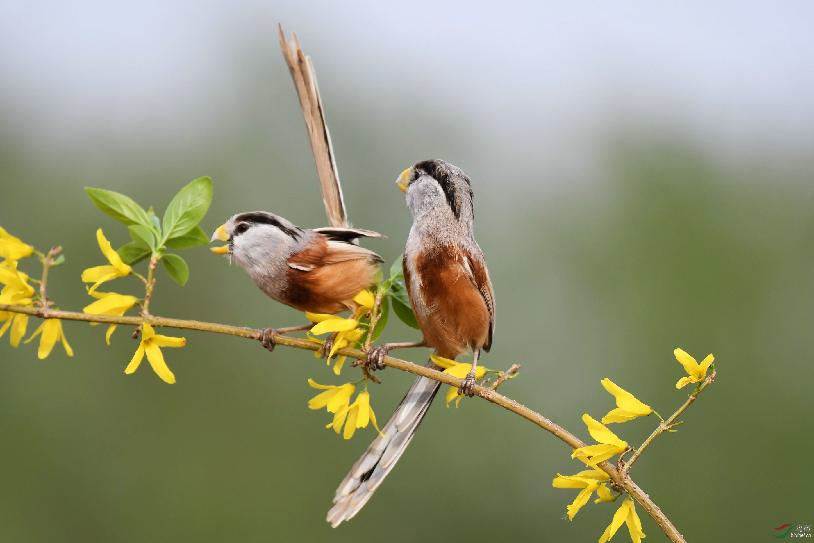 树上的鸟儿成双对