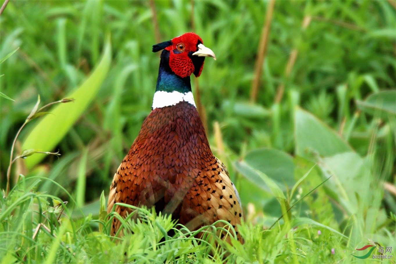 西溪湿地偶遇雉鸡 - 浙江版 zhejiang 鸟网