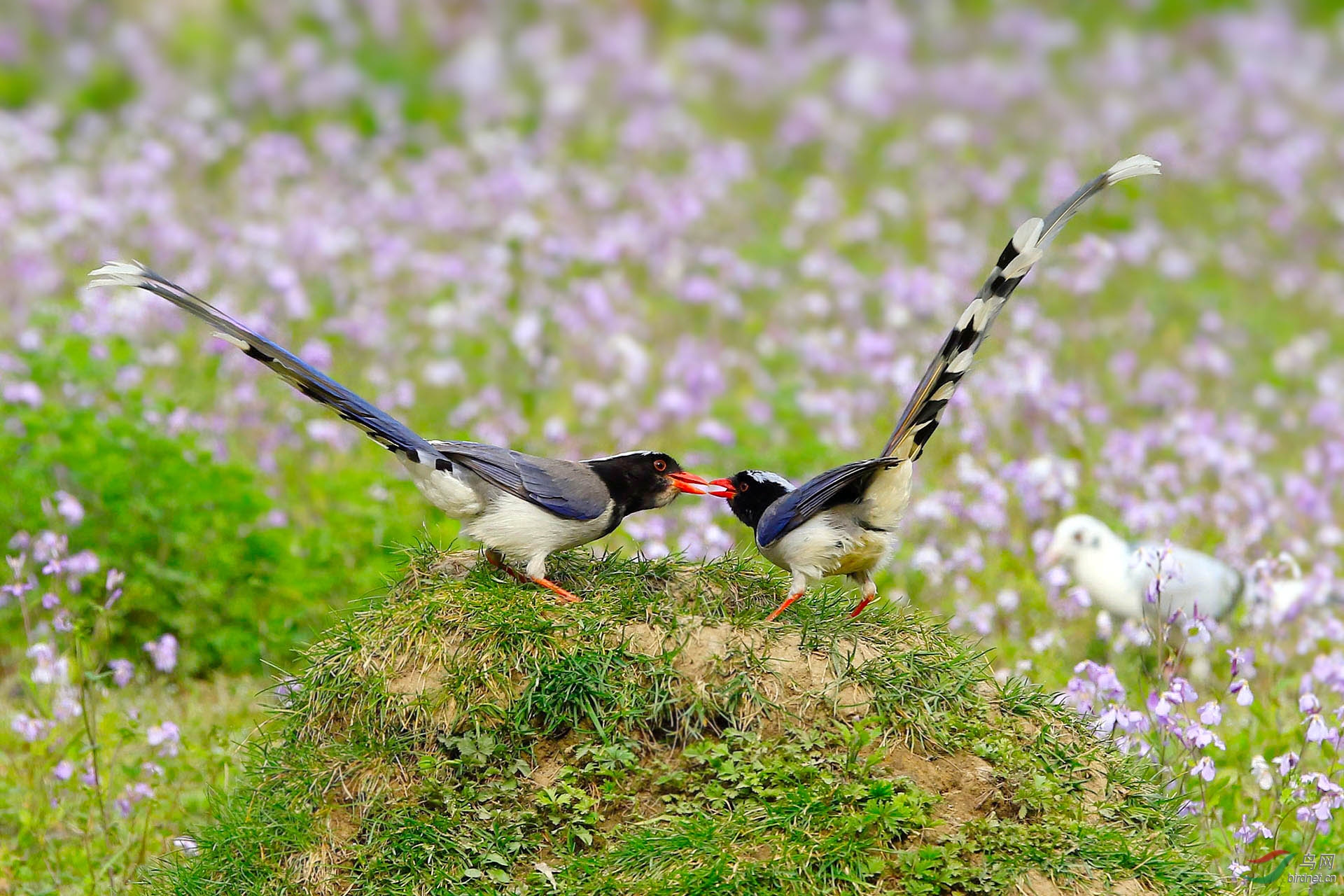 相亲相爱-红嘴蓝鹊