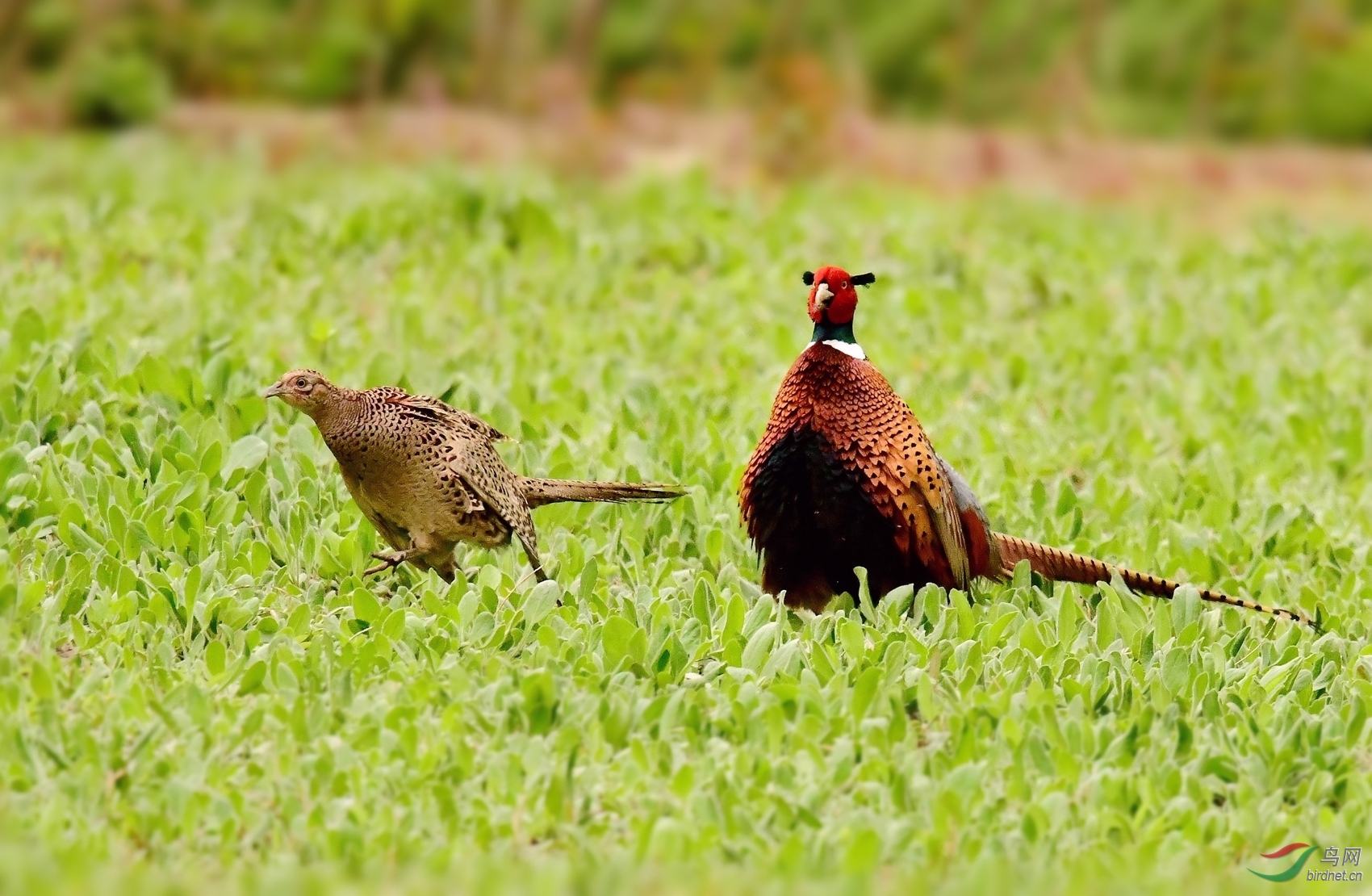 难得一见的雉鸡踩蛋