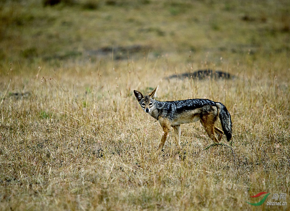 非洲马拉大草原拍"金背豺"