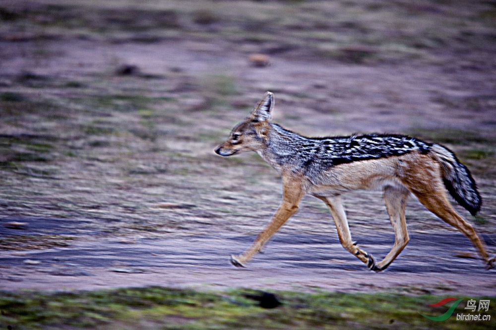 非洲马拉大草原拍"金背豺"