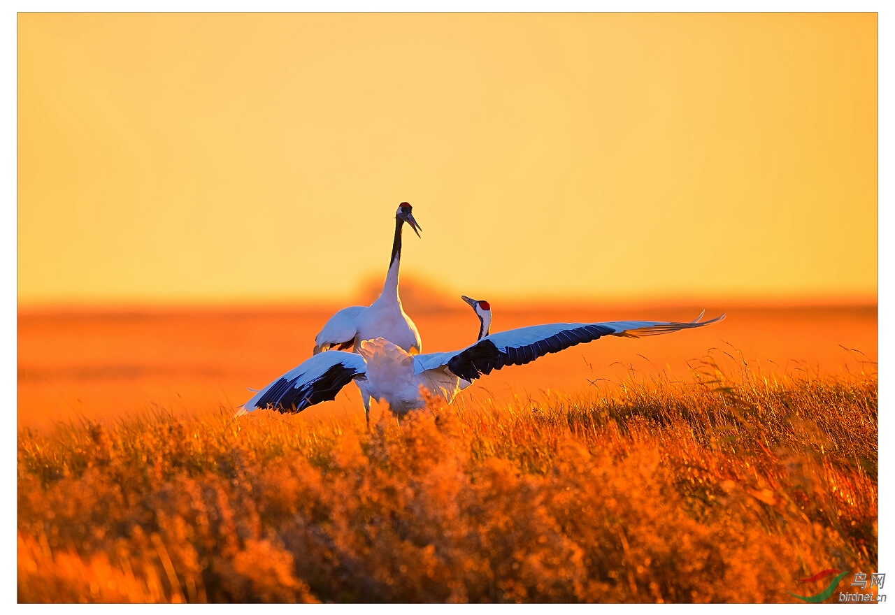丹顶鹤黄昏的舞蹈祝贺获每日精华