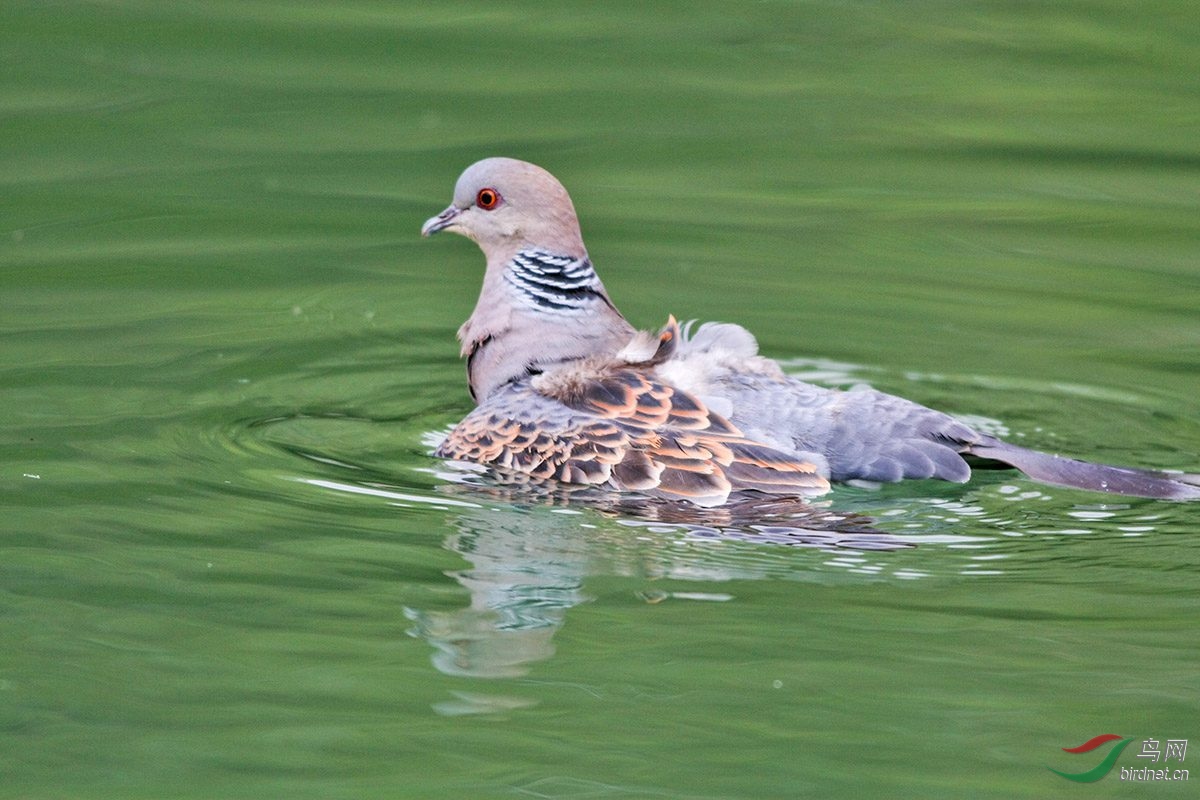 落水的斑鳩