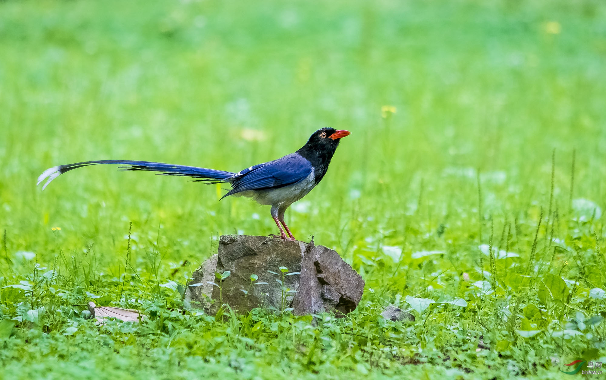红嘴蓝鹊