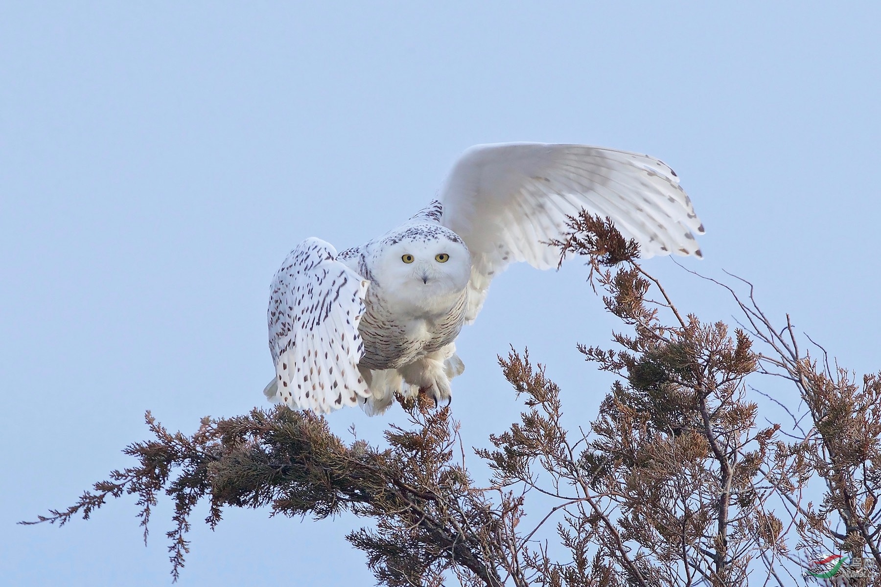 雪鸮树上飘雪鴞snowyowl