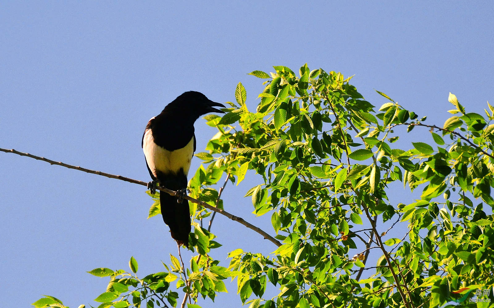 枝头喜鹊叫喳喳