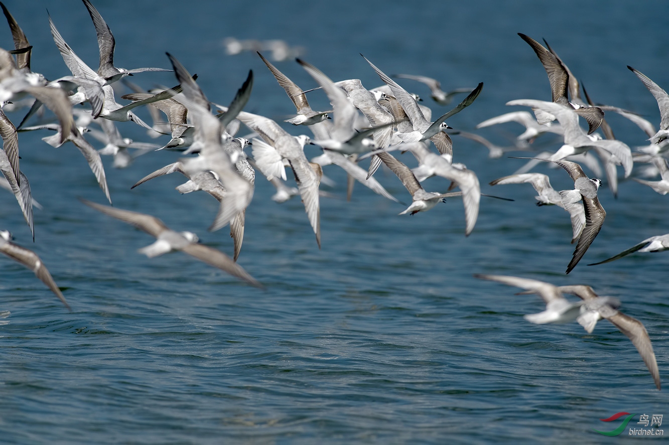 白翅浮鸥群飞
