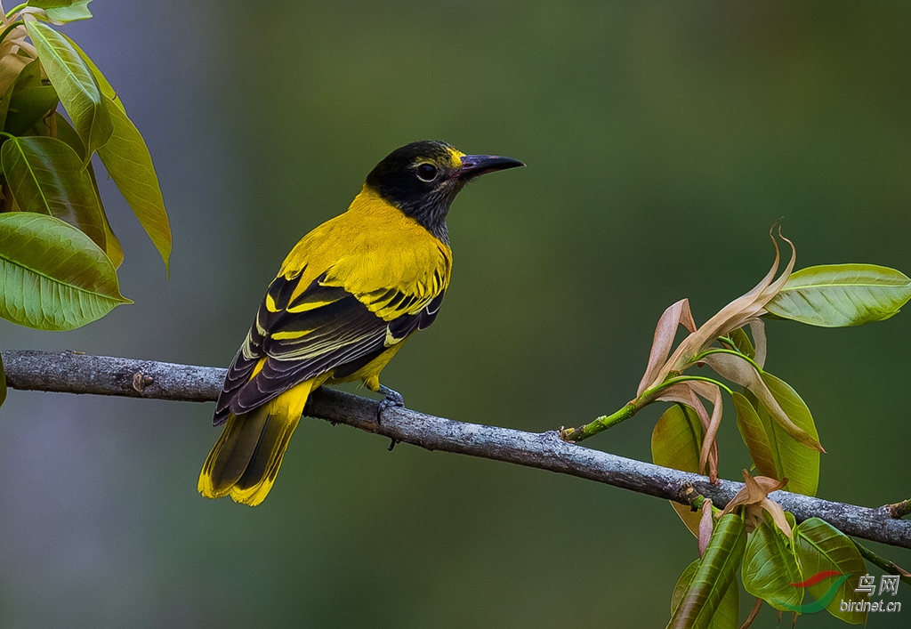 (黑头黄鹂)黑头黄鹂(贺获每日精华)