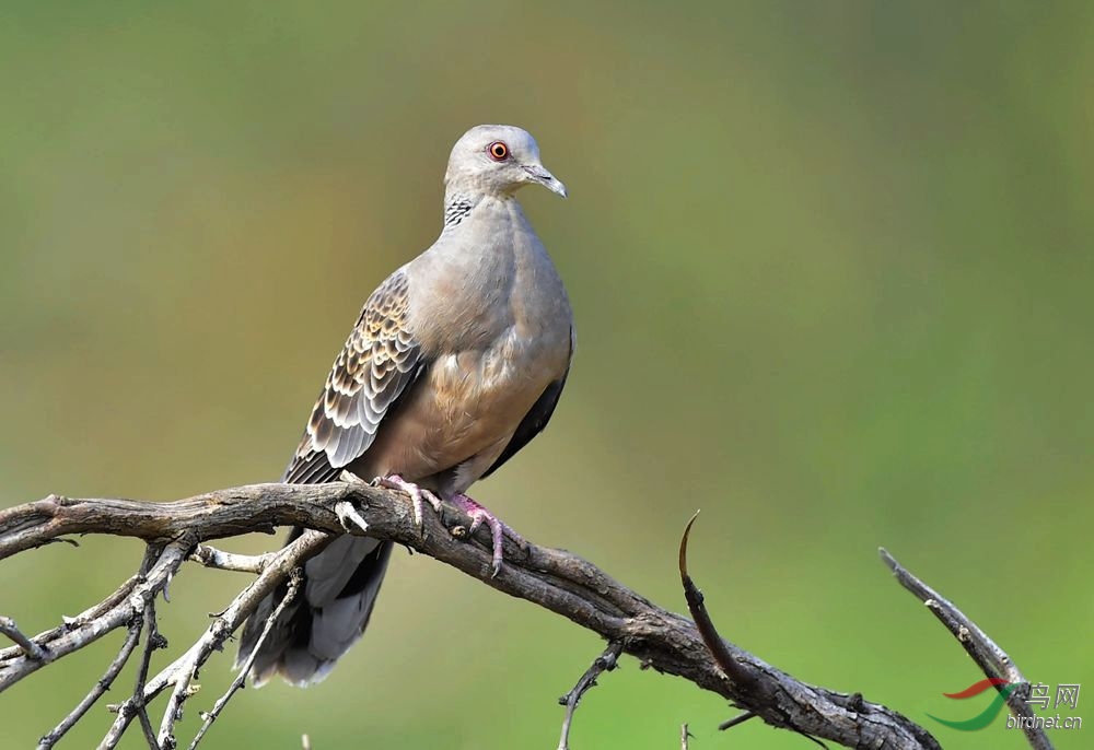 珍珠斑鳩